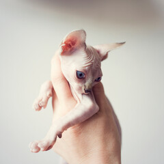 Small sphynx kitten in hand. Naked hairless domestic cat breed with beautiful blue eyes. Small sweet kitty
