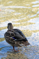 A wild duck stands in cold, clear water.