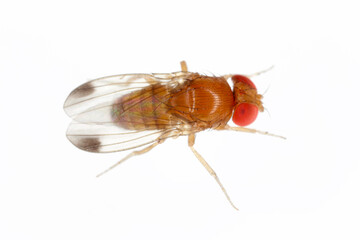 Drosophila suzukii suzuki - commonly called the spotted wing drosophila or SWD. It is a fruit fly a...