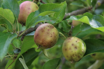 Äpfel Apfel Obst mit Flecken Bio Wurmstichig Wurmbefall