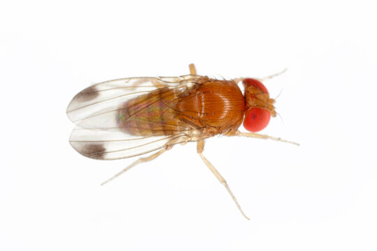 Drosophila suzukii suzuki - commonly called the spotted wing drosophila or SWD. It is a fruit fly a major pest species of many kind of fruits in America and Europe. Adult insect on a white background.