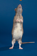 Brown rat on a blue background.