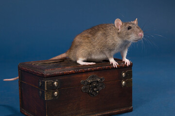Brown rat sits on a wooden box on a blue background.