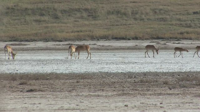 Kalmykia, nature reserve. A herd of saigas on a dry salt lake.
