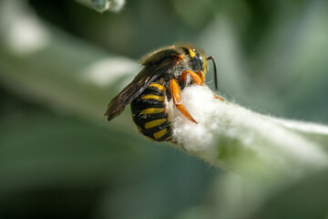 Bienen, Hummeln, Bremsen, Wespen, Fliegen, Schmetterlinge, Schwebfliegen beim fressen und bestäuben von Nutzpflanzen und anderen Blumen