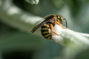 Bienen, Hummeln, Bremsen, Wespen, Fliegen, Schmetterlinge, Schwebfliegen beim fressen und bestäuben von Nutzpflanzen und anderen Blumen