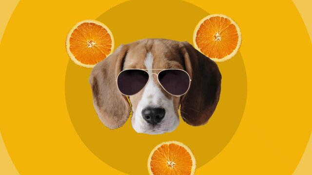 Contemporary minimal motion art. Dog beagle in glasses wiggle in circle animation