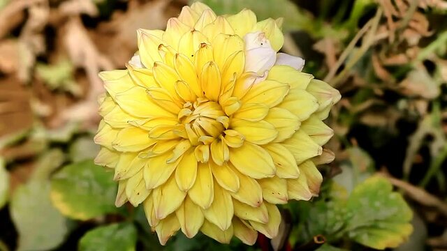 Yellow Color Dalia Flower Deign In The Garden