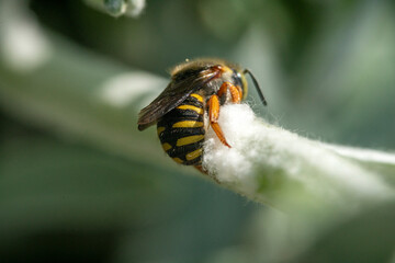 Bienen, Hummeln, Bremsen, Wespen, Fliegen, Schmetterlinge, Schwebfliegen beim fressen und bestäuben von Nutzpflanzen und anderen Blumen