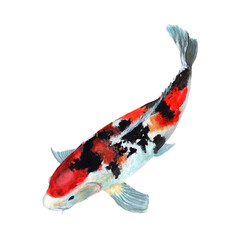 Koi Crap Fish Watercolor painting isolated. Watercolor hand painted cute animal illustrations.