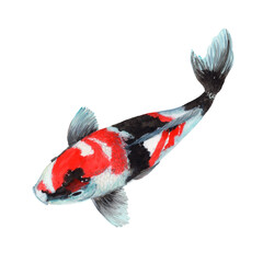 Koi Crap Fish Watercolor painting isolated. Watercolor hand painted cute animal illustrations.