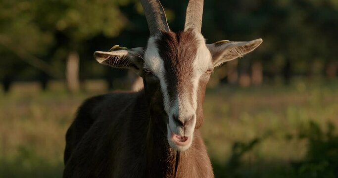 Portrait of goat