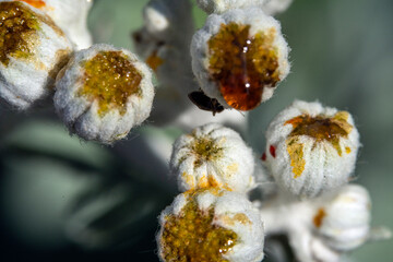 Bienen, Hummeln, Bremsen, Wespen, Fliegen, Schmetterlinge, Schwebfliegen beim fressen und bestäuben von Nutzpflanzen und anderen Blumen