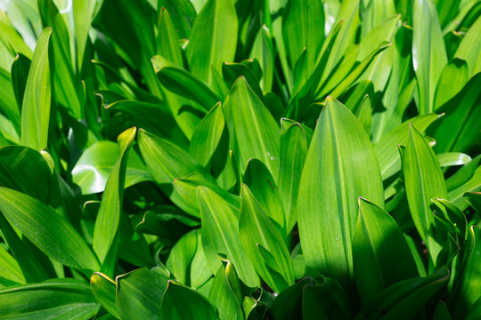 Many leaves of the evergreen (lat. Colchicum autumnale) in the spring, as a background.