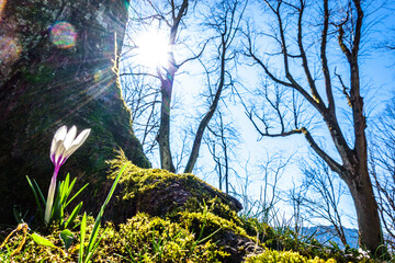 crocus flowers at a meadow