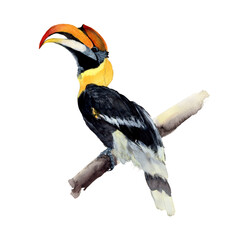 Hornbill Watercolor painting isolated. Watercolor hand painted cute animal illustrations.