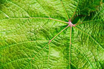 Grape leaf close up. Contrast image. Detailed plant texture.