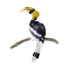 Hornbill Watercolor painting isolated. Watercolor hand painted cute animal illustrations.