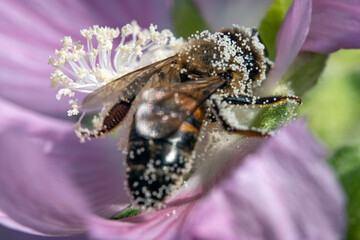 Bienen, Hummeln, Bremsen, Wespen, Fliegen, Schmetterlinge, Schwebfliegen beim fressen und bestäuben von Nutzpflanzen und anderen Blumen