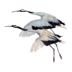 Cranes Watercolor painting isolated. Watercolor hand painted cute animal illustrations.
