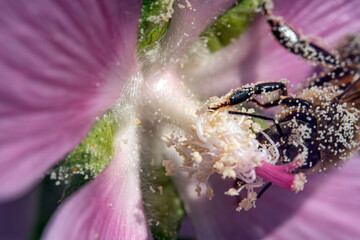 Bienen, Hummeln, Bremsen, Wespen, Fliegen, Schmetterlinge, Schwebfliegen beim fressen und bestäuben von Nutzpflanzen und anderen Blumen