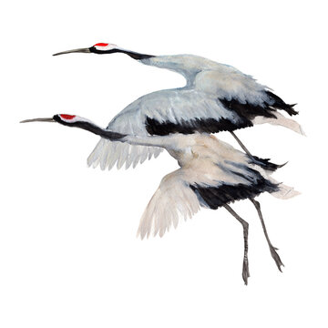 Cranes Watercolor painting isolated. Watercolor hand painted cute animal illustrations.