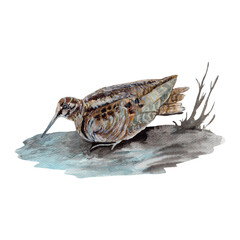 Woodcock Watercolor painting isolated. Watercolor hand painted cute animal illustrations.