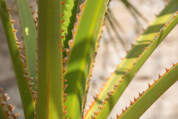 Palm-shaped stems are closely spaced on a sunny day