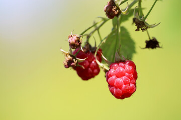 Ripe raspberries on a branch, selective focus. Red raspberry growing on a green nature background in summer