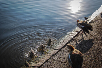 Birds in a lake