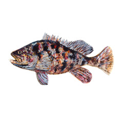 Naklejka premium Marine Fish Watercolor painting isolated. Watercolor hand painted cute fish illustrations.