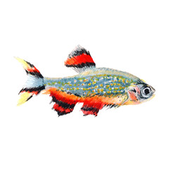 Marine Fish Watercolor painting isolated. Watercolor hand painted cute fish illustrations.