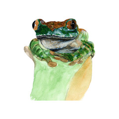 Frog Watercolor painting isolated. Watercolor hand painted cute tree frog illustrations.