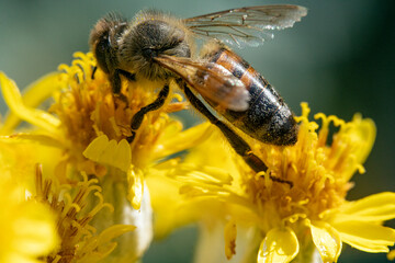 Bienen, Hummeln, Bremsen, Wespen, Fliegen, Schmetterlinge, Schwebfliegen beim fressen und bestäuben von Nutzpflanzen und anderen Blumen