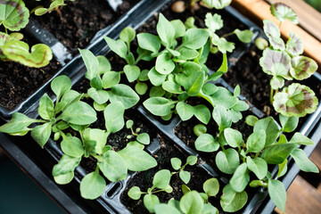 Seedlings growing in green house