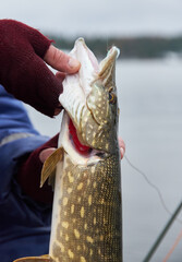Male hand having a gentle grip of a northern pike with fish friendly lip lock hold.