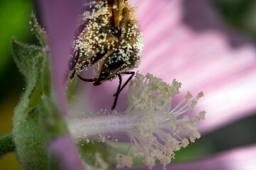 Bienen, Hummeln, Bremsen, Wespen, Fliegen, Schmetterlinge, Schwebfliegen beim fressen und...