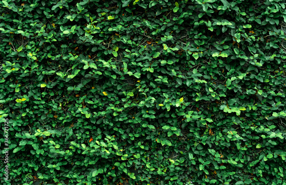 Wall mural Climbing plant on the wall. Small green leaves texture background. Ornamental plant in the garden. Eco wall. Many climbing plant leaves on wall reduce dust in air. Tropical garden. Clean environment.