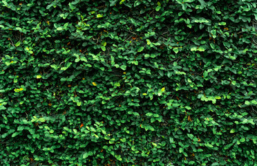 Climbing plant on the wall. Small green leaves texture background. Ornamental plant in the garden....