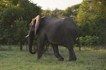 African Elephants in Etosha National Park in Namibia