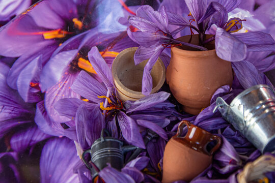 Saffron flower or rose with Different gardening containers in the foreground with saffron flowers in the background.