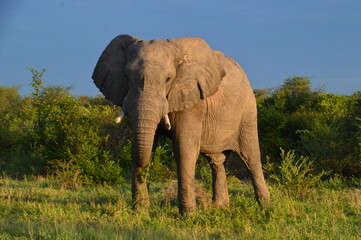 Fototapeta na wymiar African Elephants in Etosha National Park in Namibia