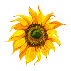 Yellow sunflower, watercolor on a white background. Sunshine, sunny flower.