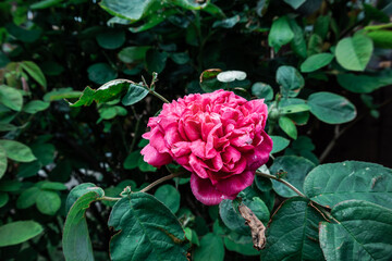 Pink Floribunda rose