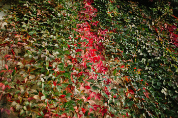 A wall of bright red ivy leaves. Colorful ivy texture in autumn