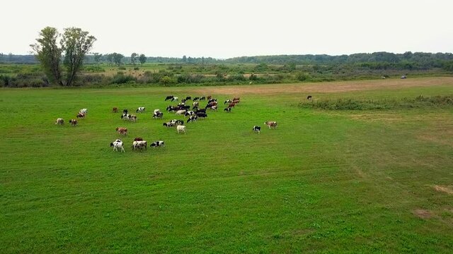 Herd of grazing cows in the field. Aerial top-down view flight over meadow.