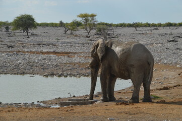 African Elephants in Etosha National Park in Namibia