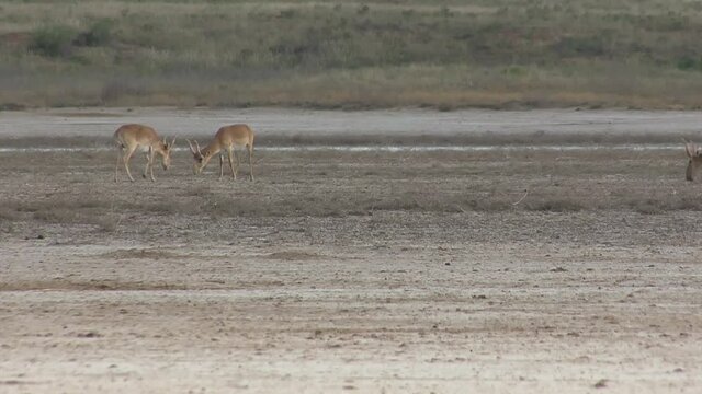 Kalmykia, nature reserve. A herd of saigas on a dry salt lake.