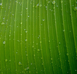 Water drops on green banana leaf surface.