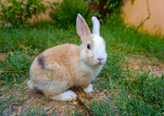Red-white cute baby rabbit walking between grass in the summer garden. Lovely red-white little rabbit with blue eyes. 